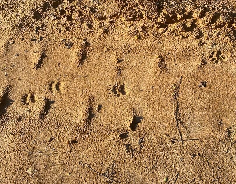 В Тверской области нашли следы неизвестного животного