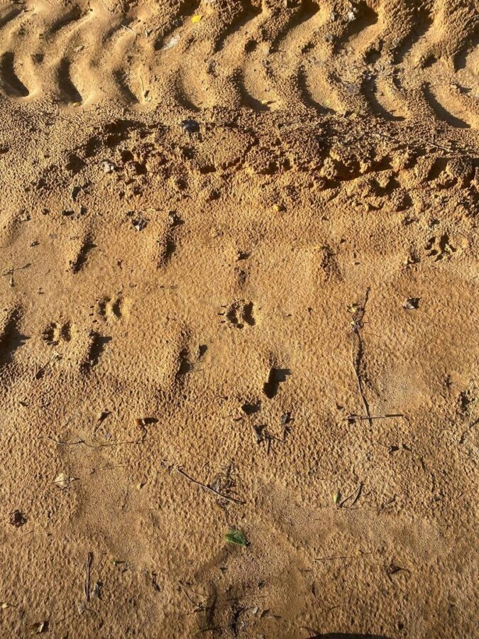 В Тверской области нашли следы неизвестного животного