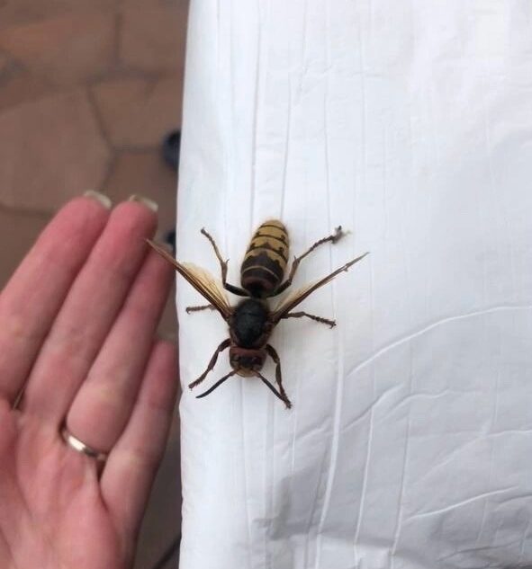 Гигантские шершни атакуют дома жителей Тверской области