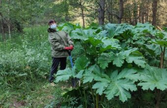 Жительница Тверской области в одиночку победила заросли опасного растения