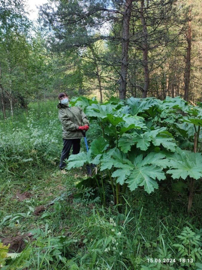Жительница Тверской области в одиночку победила заросли опасного растения
