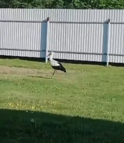 Известный аист Гоша опять вернулся в Тверскую область