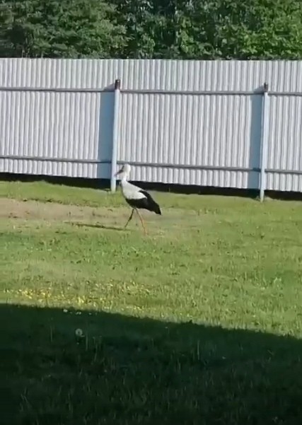 Известный аист Гоша опять вернулся в Тверскую область