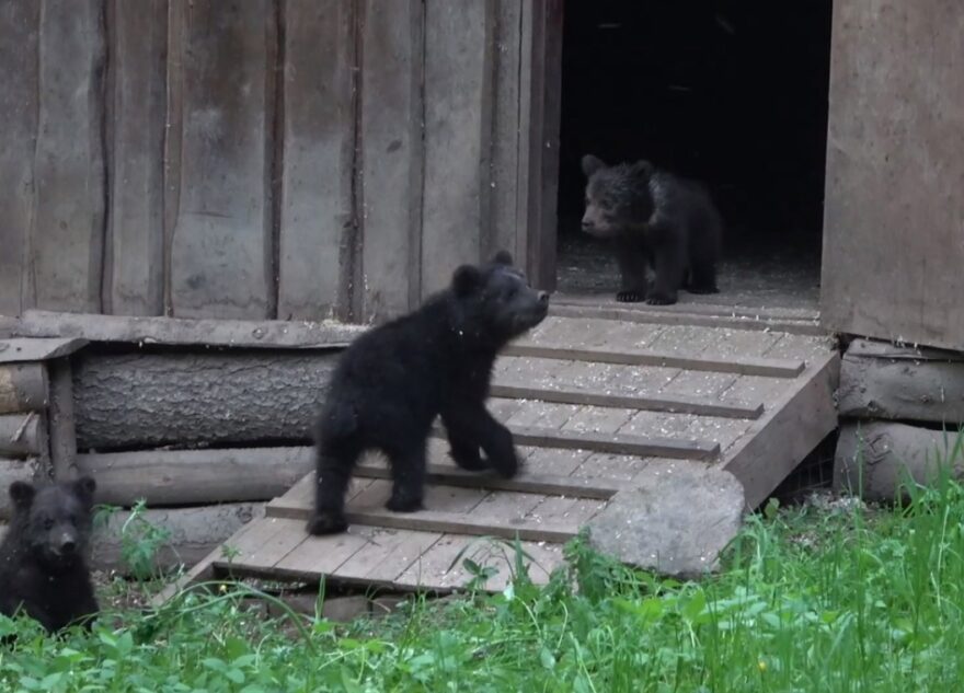 Стало известно, как назвали спасенных в Тверской области медвежат-тройняшек
