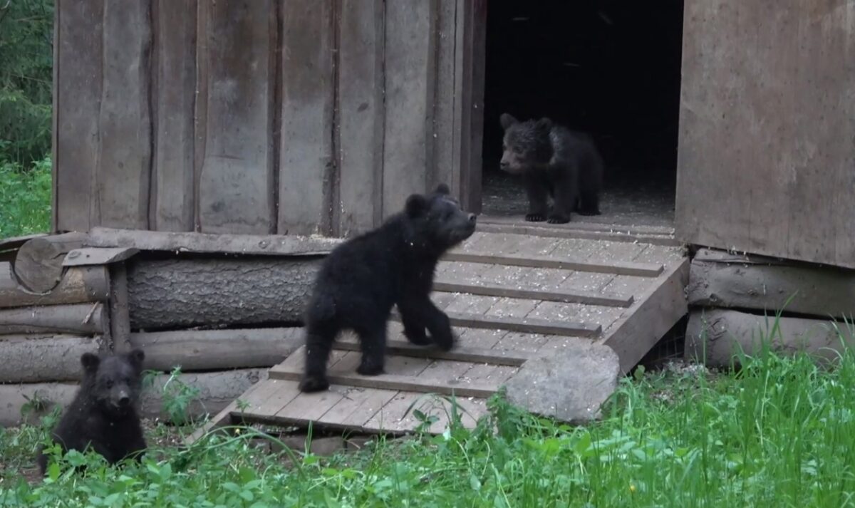 Стало известно, как назвали спасенных в Тверской области медвежат-тройняшек