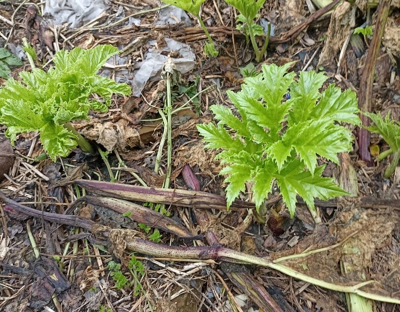 Жители Тверской области не дождались помощи и борются с борщевиком сами