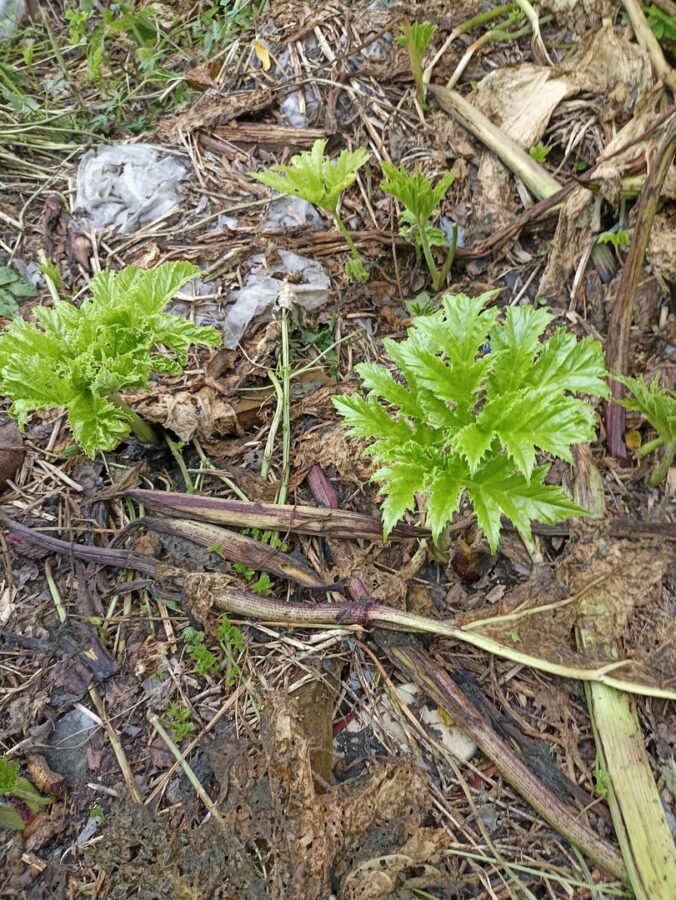 Жители Тверской области не дождались помощи и борются с борщевиком сами