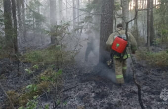 В Тверской области загорелась лесная подстилка В Тверской области загорелась лесная подстилка