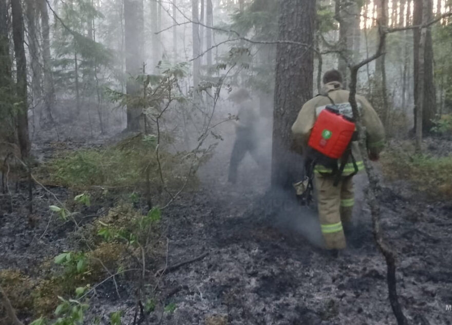 В Тверской области загорелась лесная подстилка
