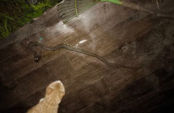 В Тверской области огромная змея приползла к самому дому В Тверской области огромная змея приползла к самому дому