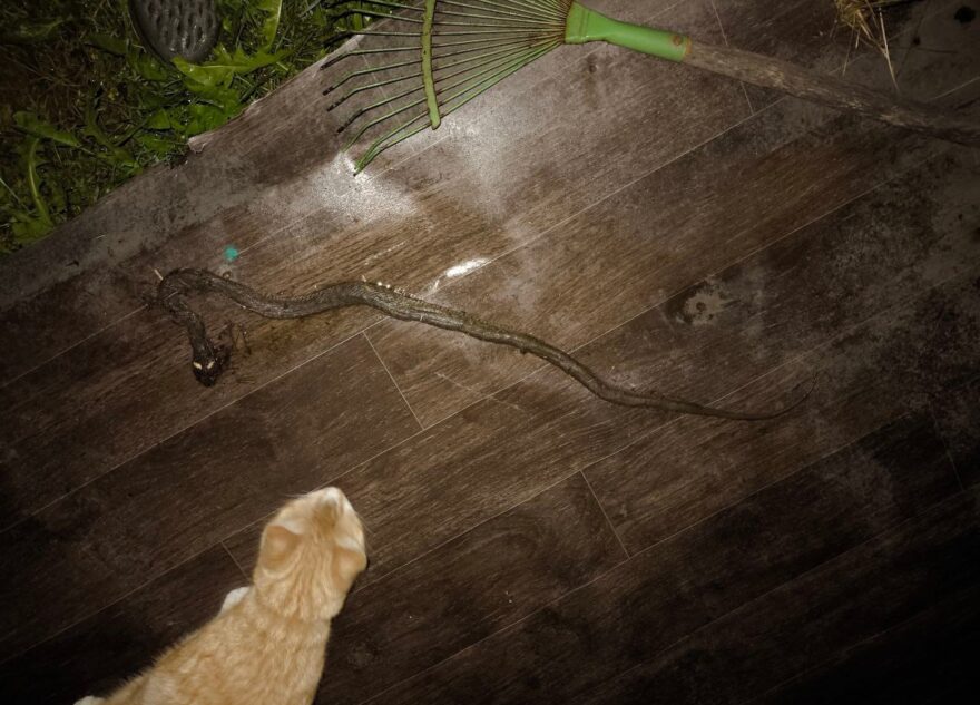 В Тверской области огромная змея приползла к самому дому