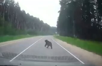 В Тверской области на дороге водитель сбил медвежонка
