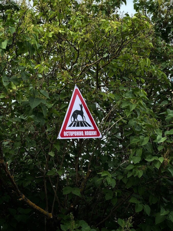 Осторожно, кошки: жители Тверской области повесили новый дорожный знак Осторожно, кошки: жители Тверской области повесили новый дорожный знак