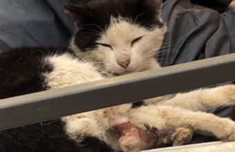 В Твери пес спас своего друга-кота с оторванной лапой В Твери пес спас своего друга-кота с оторванной лапой