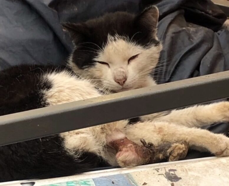 В Твери пес спас своего друга-кота с оторванной лапой