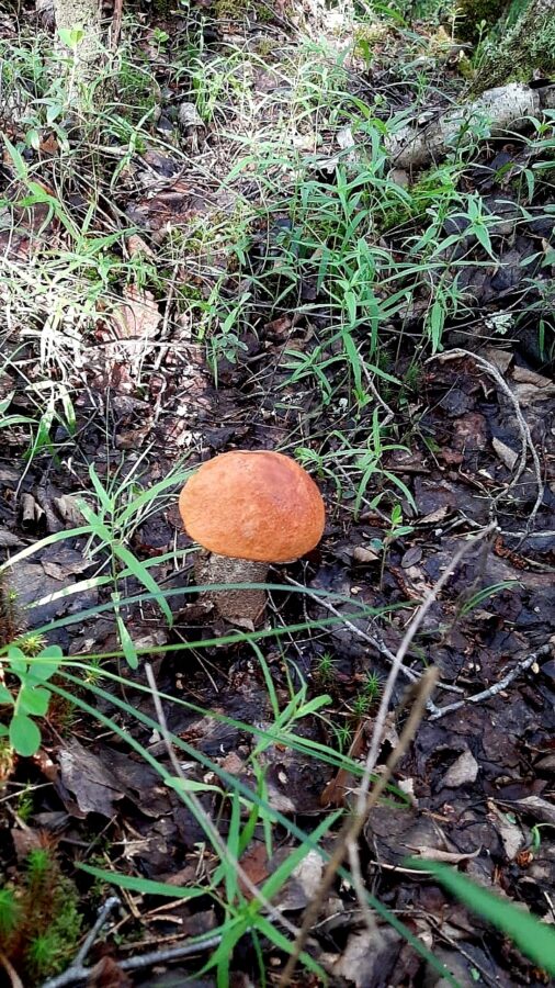 Дождались: во многих районах Тверской области пошли грибы