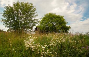 Синоптики рассказали о погоде на июнь в Тверской области
