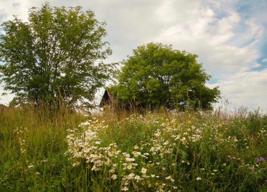 Синоптики рассказали о погоде на июнь в Тверской области