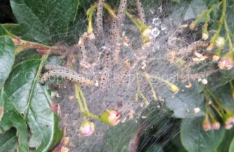 В Твери замечены паразиты, атакующие город В Твери замечены паразиты, атакующие город