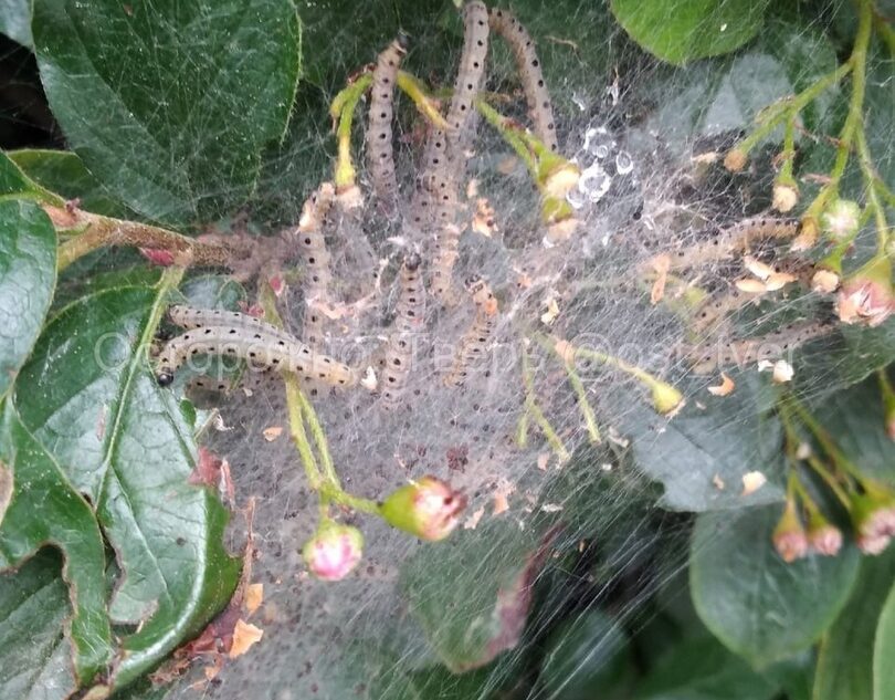 В Твери замечены паразиты, атакующие город