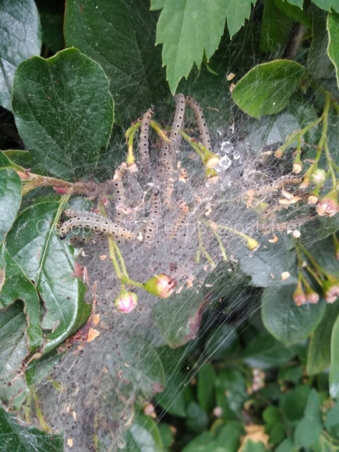 В Твери замечены паразиты, атакующие город