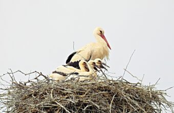 Аисты в Тверской области показали своих аистят Аисты в Тверской области показали своих аистят
