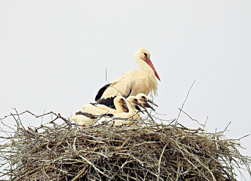 Аисты в Тверской области показали своих аистят