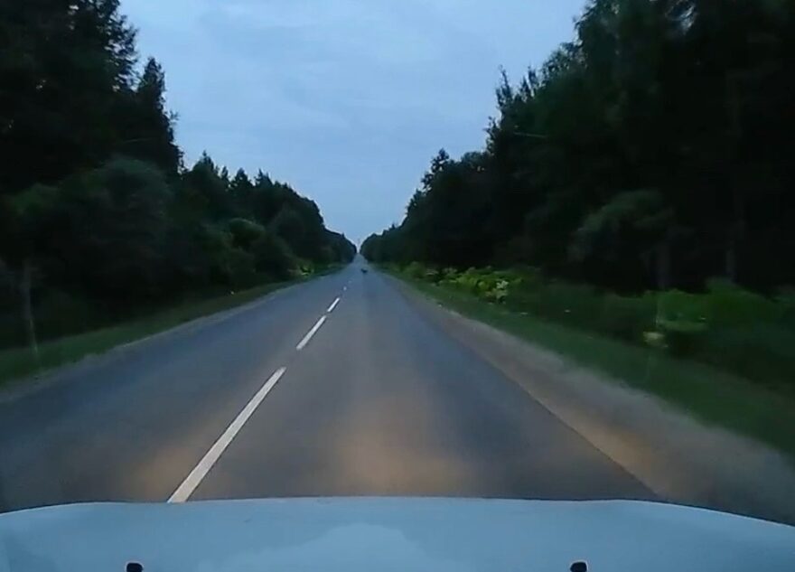 Под Тверью косуля неожиданно выбежала на дорогу