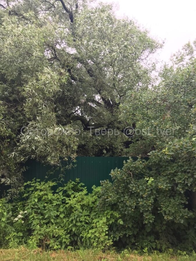 На дом жительницы Твери может упасть дерево На дом жительницы Твери может упасть дерево