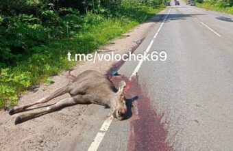 В Тверской области при столкновении с машиной лося разорвало на две части В Тверской области при столкновении с машиной лося разорвало на две части