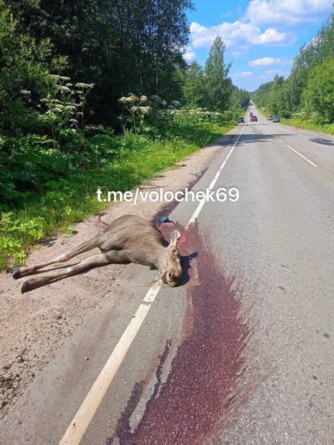 В Тверской области при столкновении с машиной лося разорвало на две части