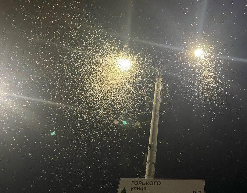 Ночью в Твери произошло нашествие крылатых насекомых