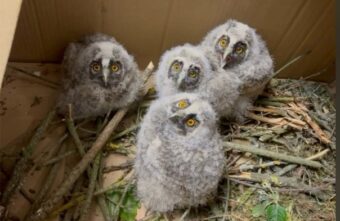 Биологи из Тверской области вырастили совят Биологи из Тверской области вырастили совят