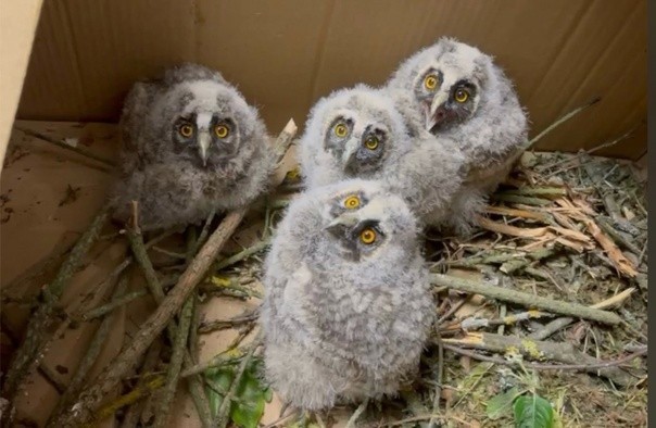 Биологи из Тверской области вырастили совят
