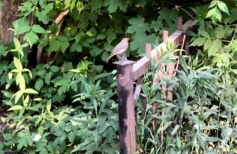 Жителей Тверской области просят узнать бесстрашную птицу