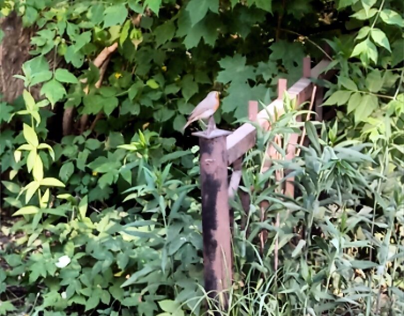 Жителей Тверской области просят узнать бесстрашную птицу