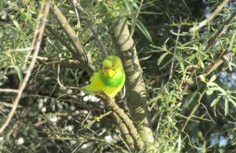Сбежавший от хозяина попугай путешествует по Тверской области