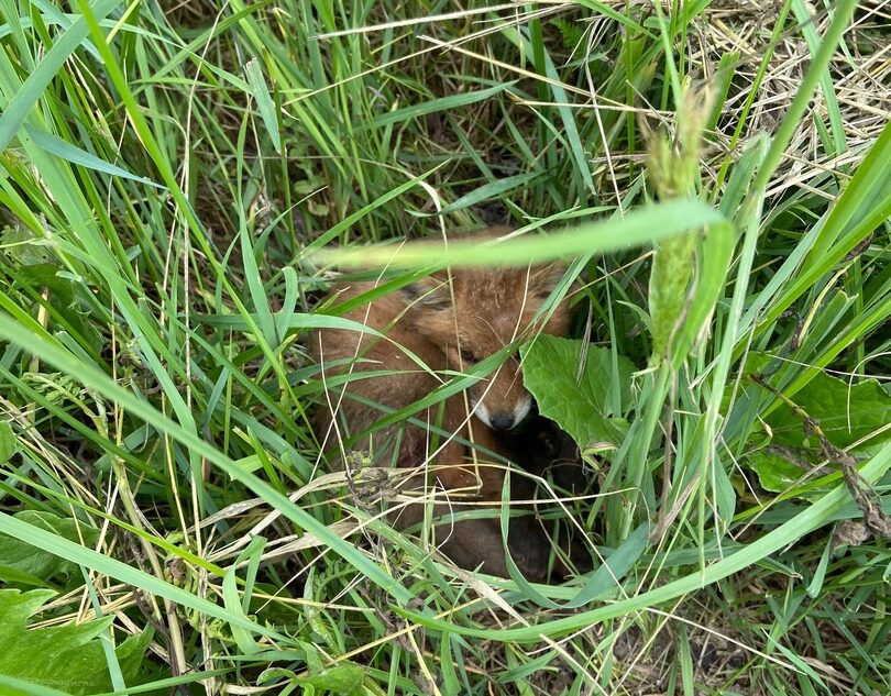 Жителей Тверской области просят помочь лисятам-сиротам