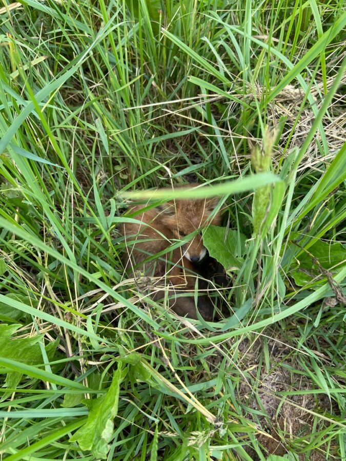 Жителей Тверской области просят помочь лисятам-сиротам