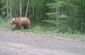 В Тверской области перед машиной выскочил огромный медведь В Тверской области перед машиной выскочил огромный медведь