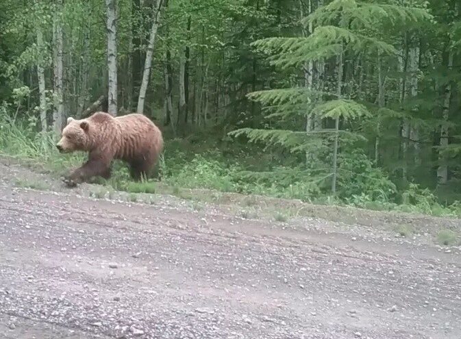 В Тверской области перед машиной выскочил огромный медведь
