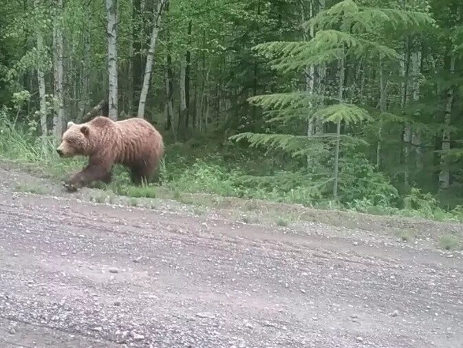 В Тверской области перед машиной выскочил огромный медведь