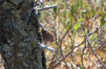В Тверской области заметили редкую бабочку из Красной книги В Тверской области заметили редкую бабочку из Красной книги