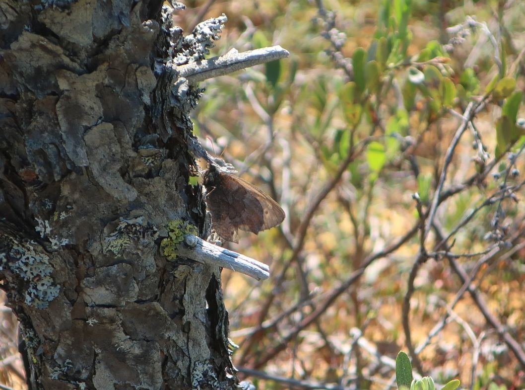 В Тверской области заметили редкую бабочку из Красной книги