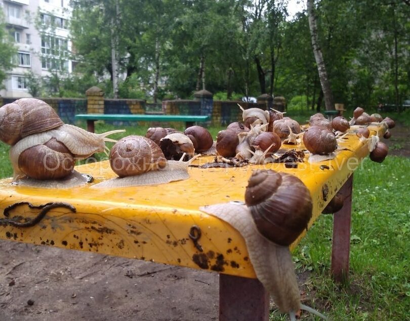 После дождя в Твери началось нашествие улиток