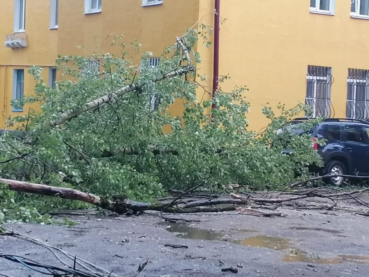 В Тверской области дерево упало на столб, а он на автомобиль | ТОП Тверь  новости