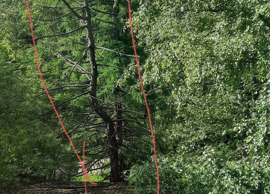 В Тверской области дерево может упасть на электроподстанцию