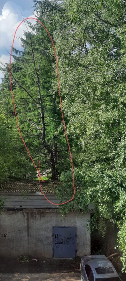В Тверской области дерево может упасть на электроподстанцию В Тверской области дерево может упасть на электроподстанцию