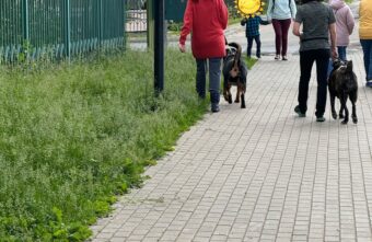 Жители Твери пожаловались на хозяек, выгуливающих опасных собак без намордников Жители Твери пожаловались на хозяек, выгуливающих опасных собак без намордников