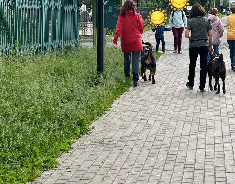 Жители Твери пожаловались на хозяек, выгуливающих опасных собак без намордников Жители Твери пожаловались на хозяек, выгуливающих опасных собак без намордников